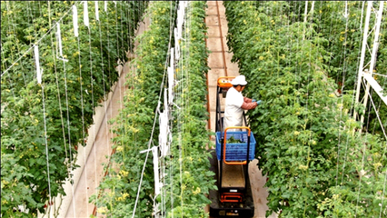 江蘇南通 龍驤虎步，家庭農場踏春來