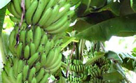 南寧壇洛優質新鮮香蕉大量供應——生鮮水果優選